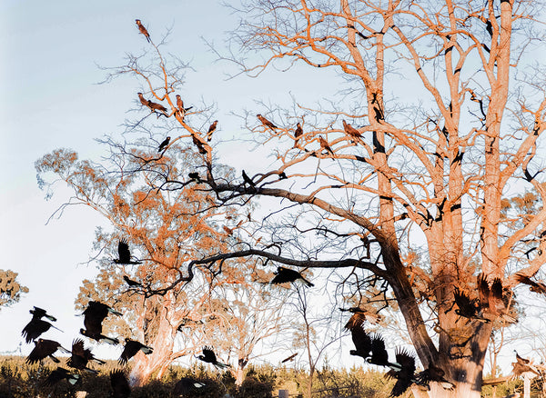 The Great Aussie Bird Count 2021