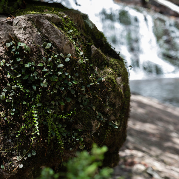 Our wild backyard: A visit to Kanangra-Boyd National Park