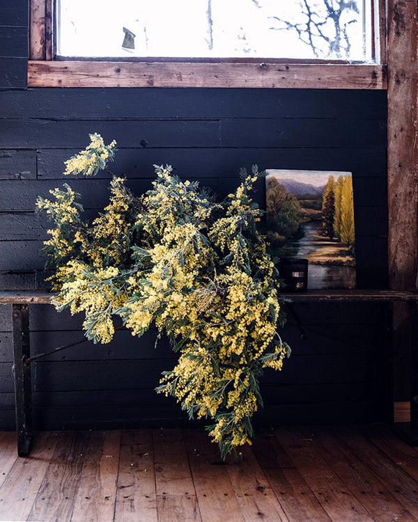 Six things you need to know about Wattle