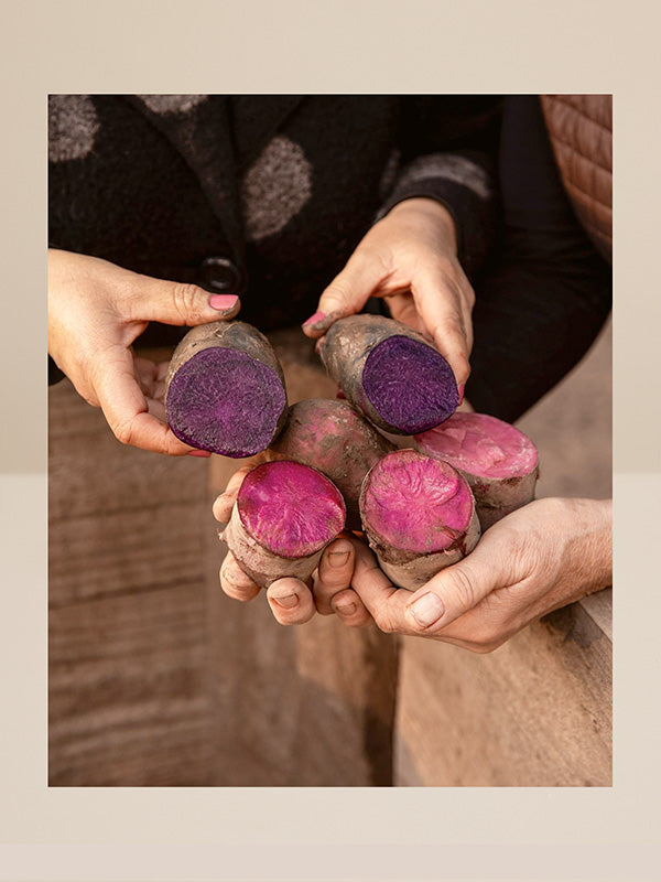 Person holding purple and pink potatoes with a neutral background