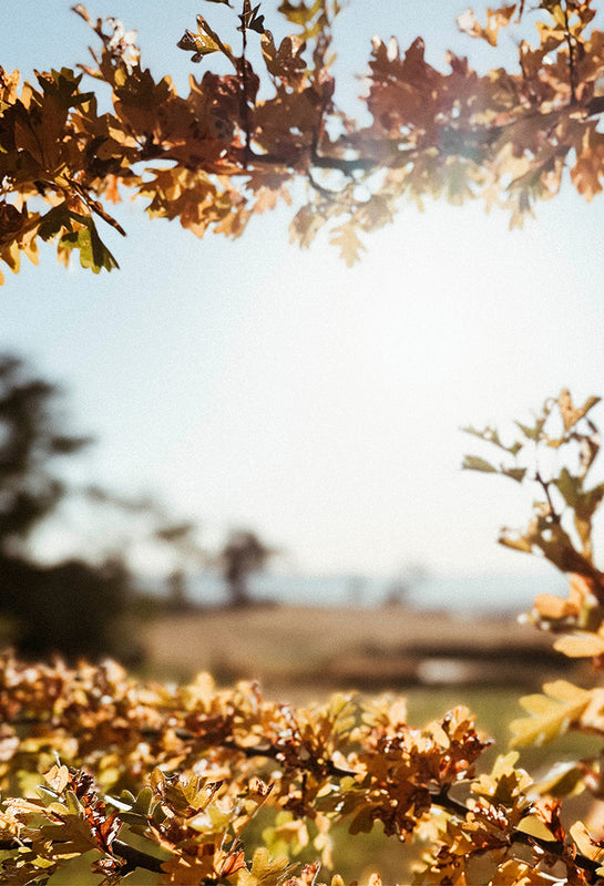 Golden autumn leaves catching sunlight against a soft rural landscape, evoking the warm light and seasonal change of the Australian countryside.