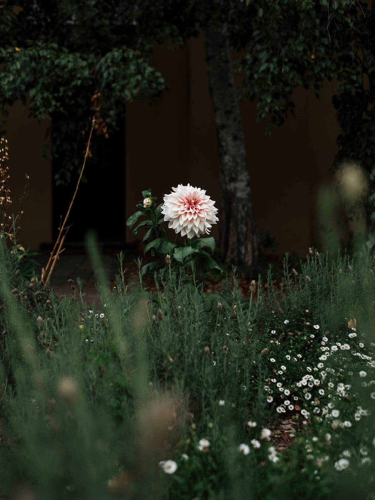 Single white flower in a garden setting with blurred background
