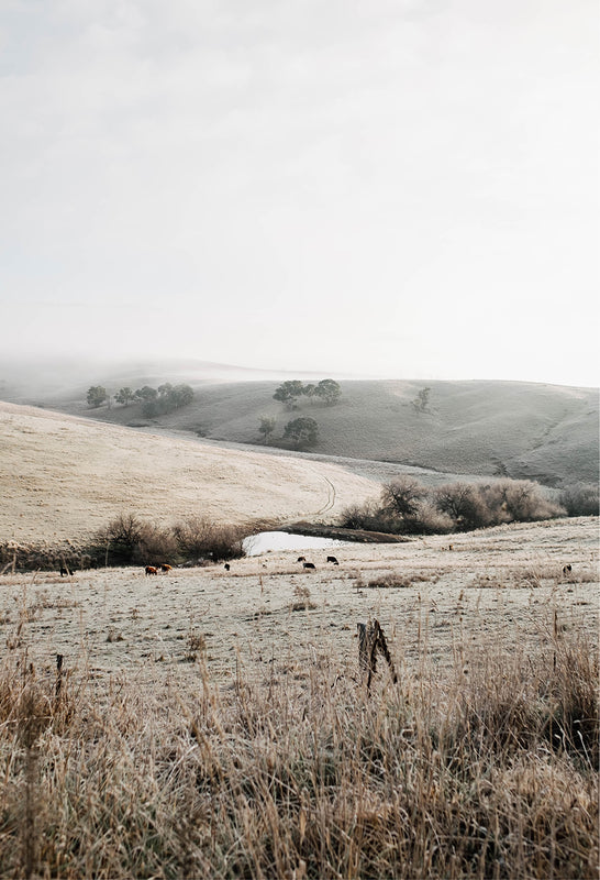 Frost-covered paddocks and rolling hills near Rockley, NSW, in winter morning light, capturing the quiet beauty of the Australian bush that inspires Southern Wild Co.