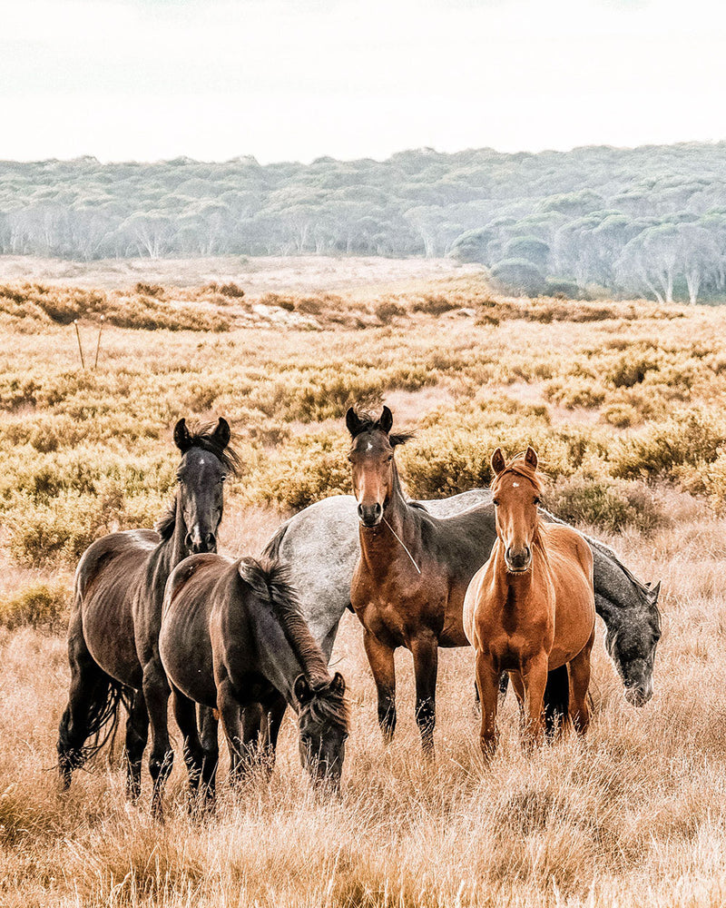 A mob of wild Australian brumbies in Kosciuszko National Park